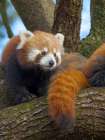 Red Panda or Lesser Panda in Hellabrunn Zoo in Munich. Germany, Munich Art Print